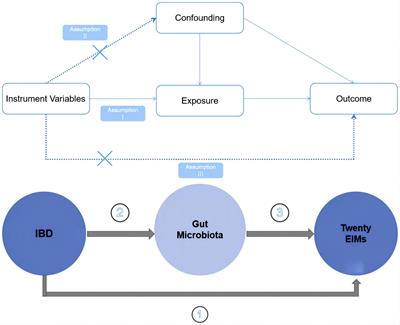 Gut microbiota does not play a mediating role in the causal association between inflammatory bowel disease and several its associated extraintestinal manifestations: a Mendelian randomization study